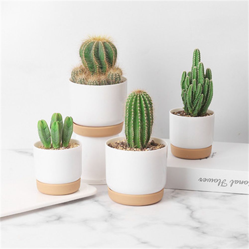 Echeveria Succulent - Yuvarlak Kaktüs Sukulent Bitkileri Bahçe Malzemeleri
